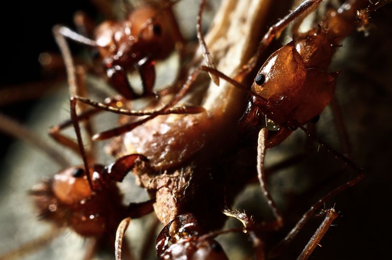 pest control in Nunam Iqua 99666